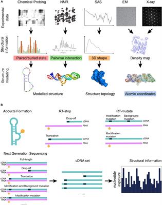 Frontiers Advances In Rna D Structure Modeling Using Experimental Data